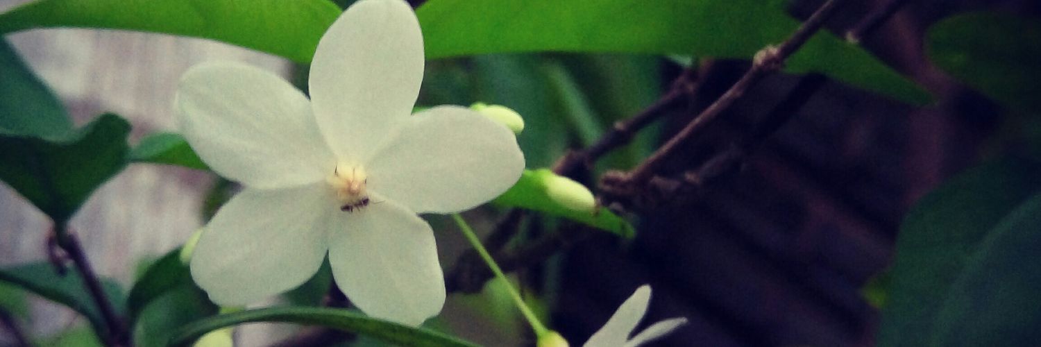 filasun's profile banner image