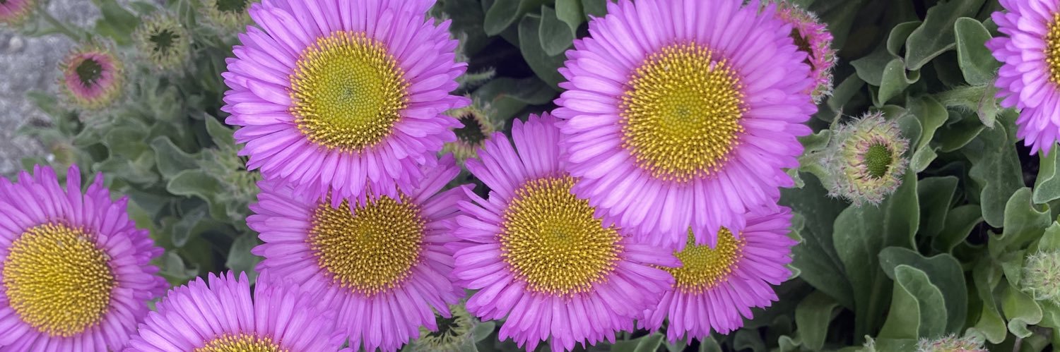 Is Twiter going out like Stan Chera? banner