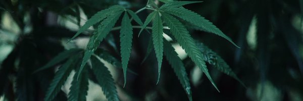 keniarruda Profile Banner