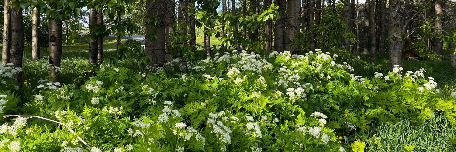 soup🧡🤍🩷 banner