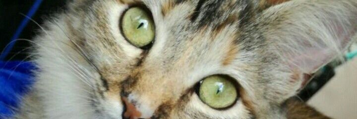 liescobarca's profile banner image