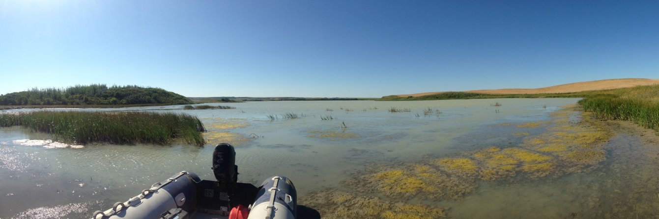 Dr. Heather Sauer banner