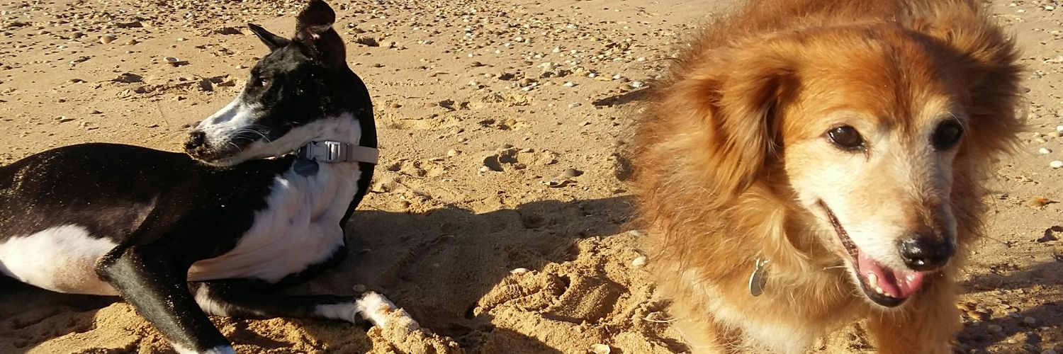 laubetah's profile banner image