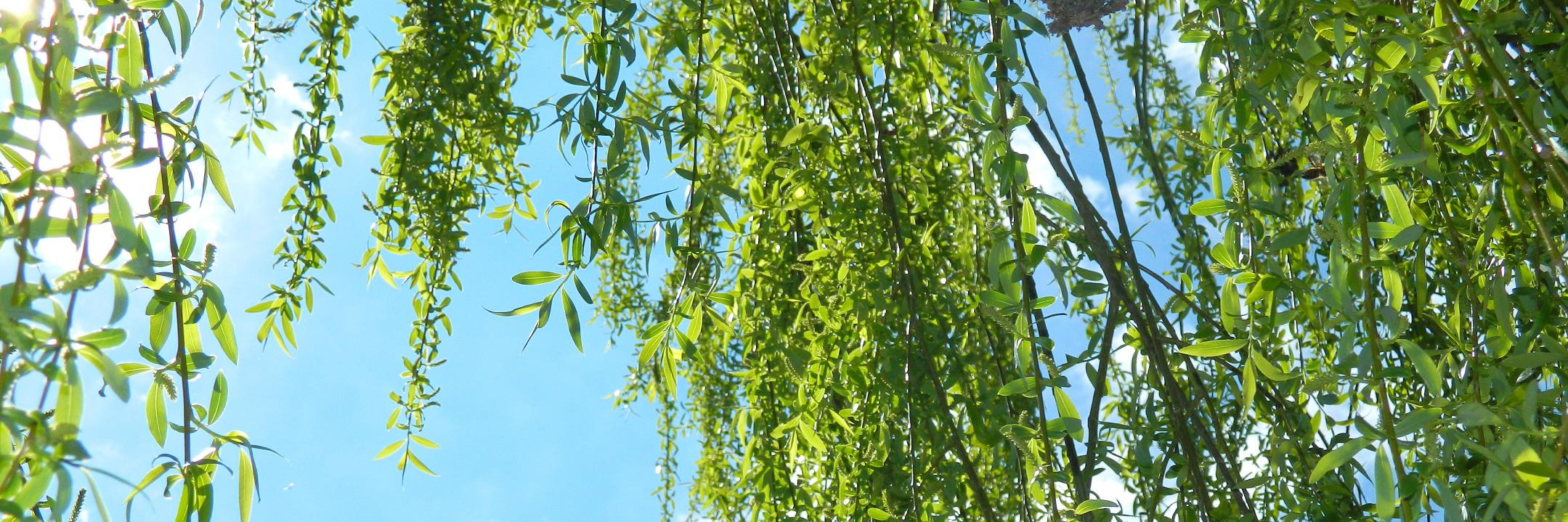 lafelop's profile banner image