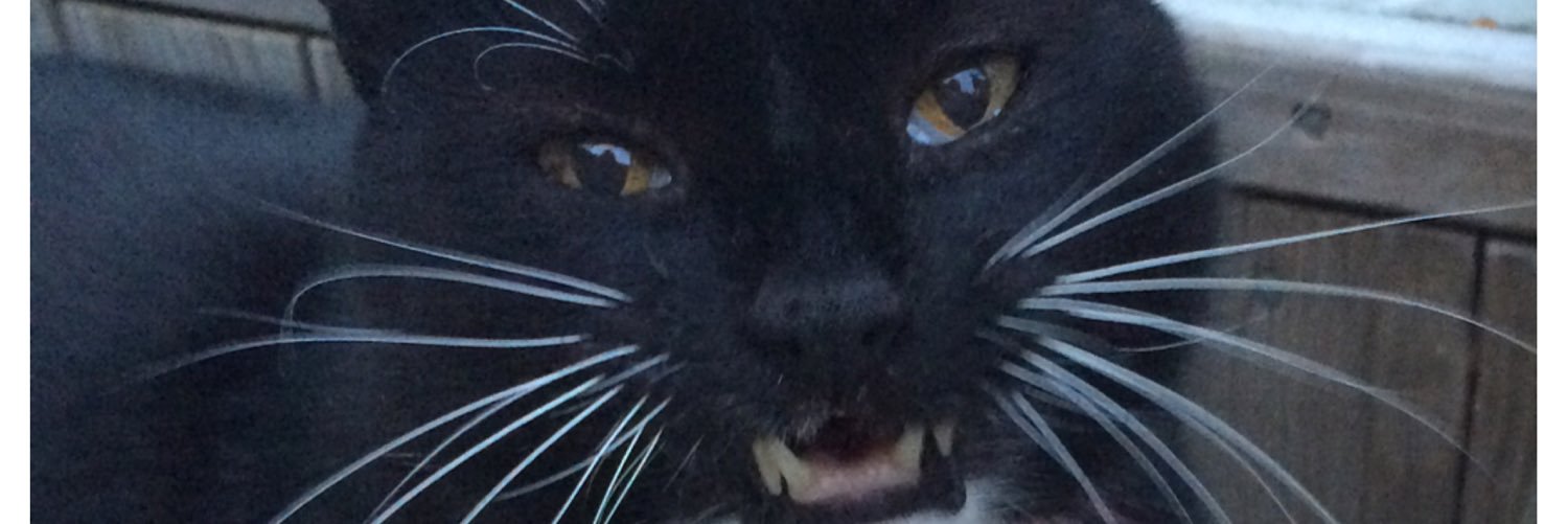 maddysreads's profile banner image