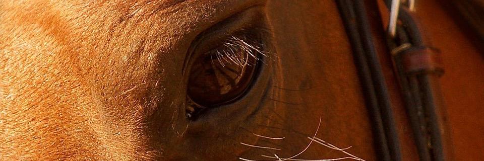 delaneygreen1's profile banner image