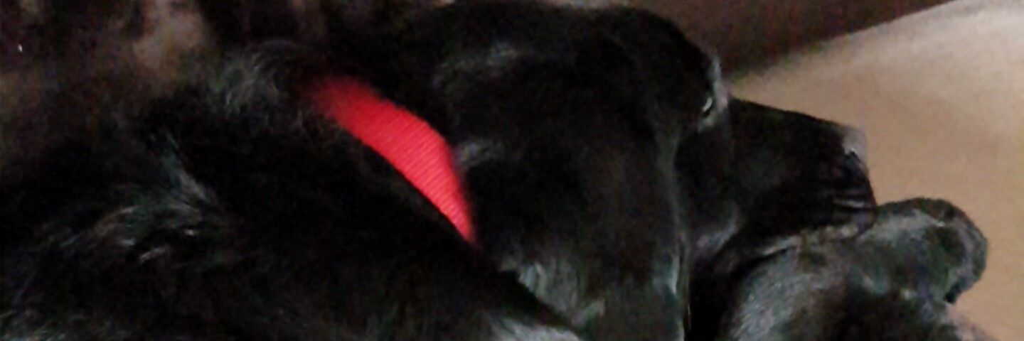 nikki  rees - webbe banner