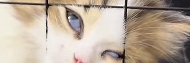 pspsspspsppp's profile banner image