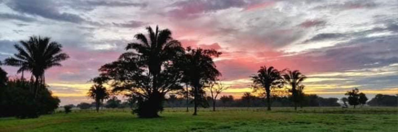 Oapamaya's profile banner image