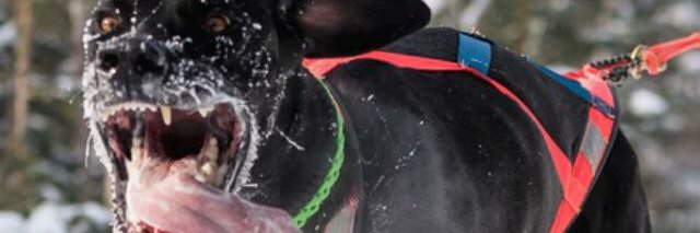 francauchon's profile banner image