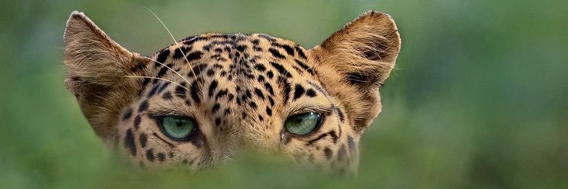 vaneysk's profile banner image