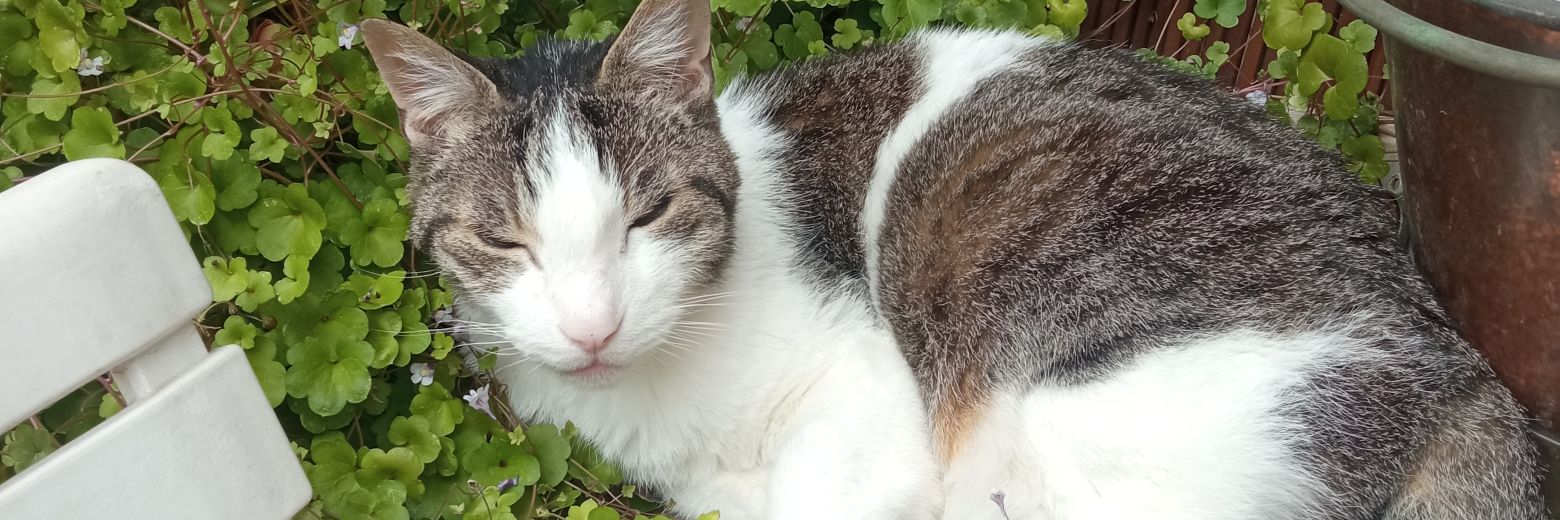 la stellina nera 🐱🐾 banner