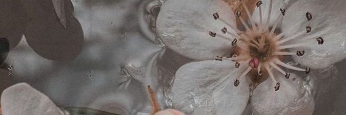 enya_juarez's profile banner image
