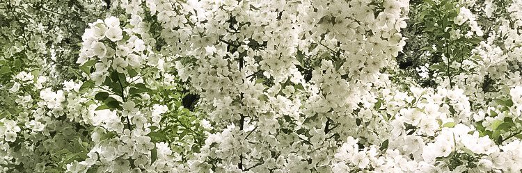 madispangler's profile banner image