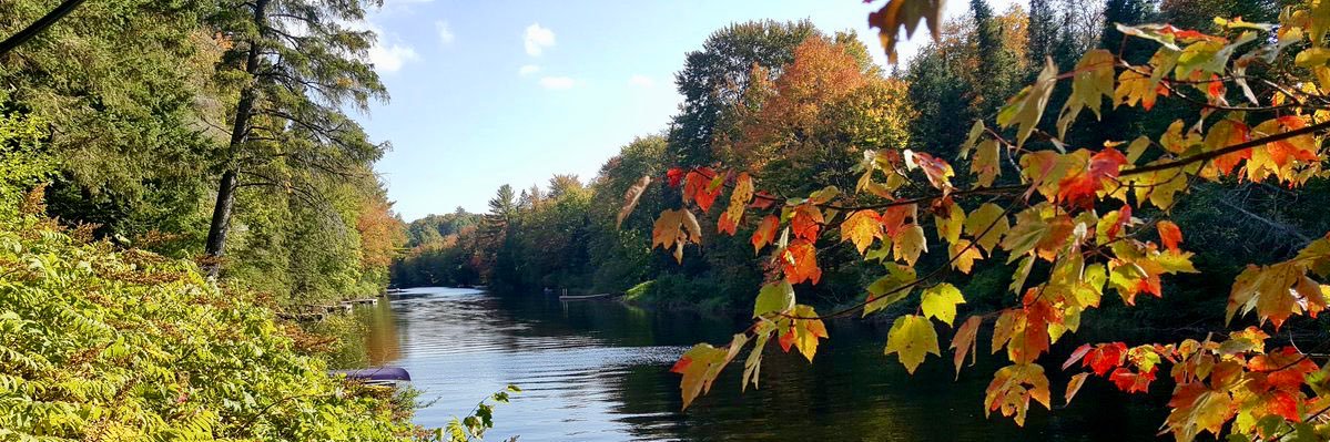 Marianne 🦜 banner