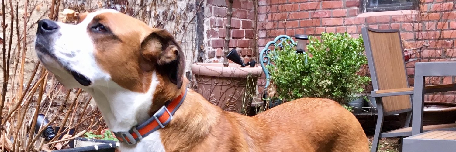 Brooks Ashmanskas banner