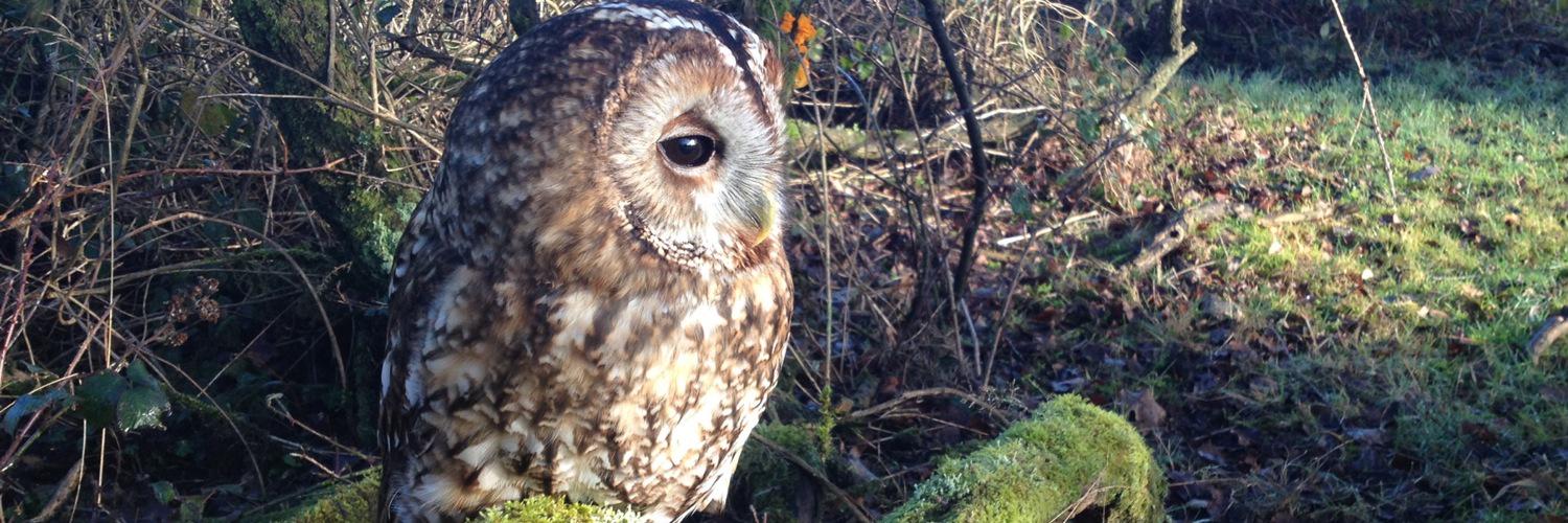Cherrybarnowl's profile banner image
