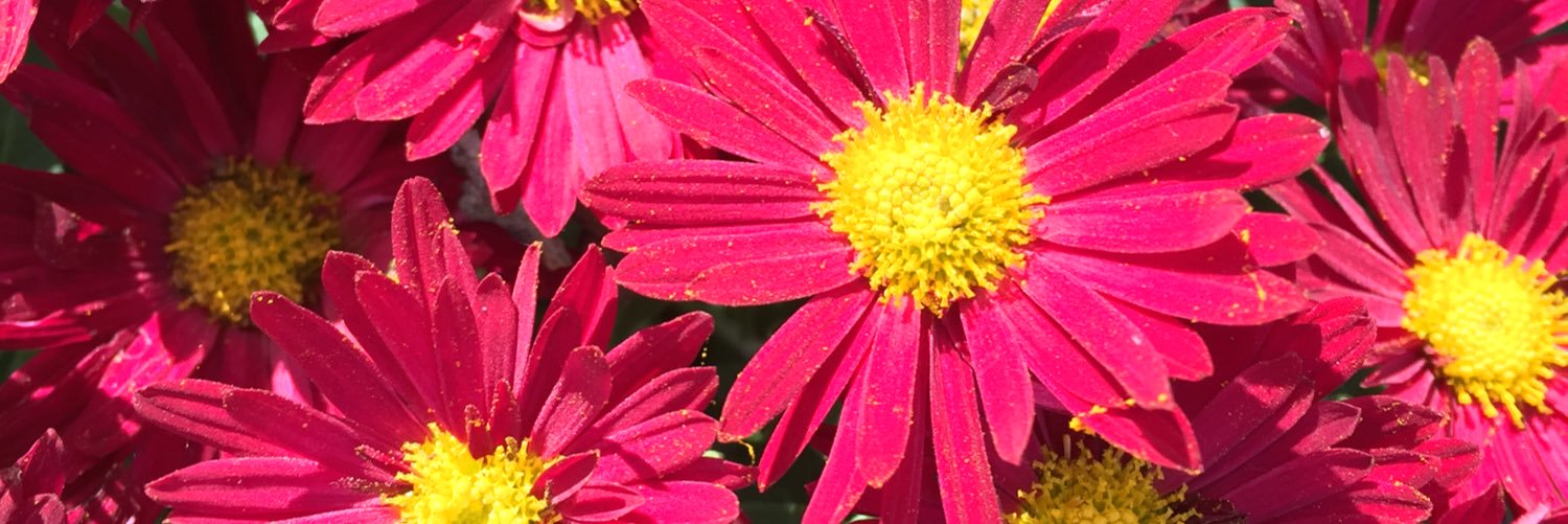 doctorpud's profile banner image
