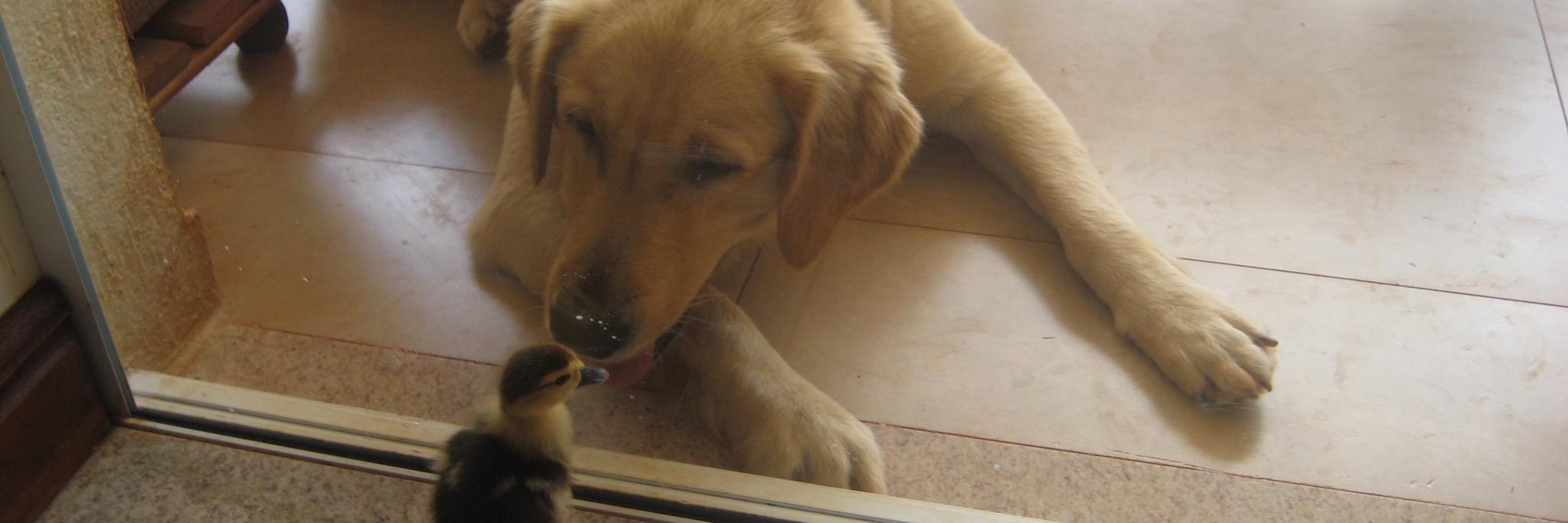 Maria Cristina Foss banner