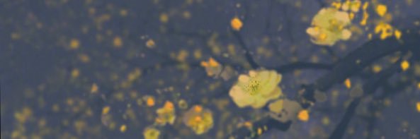 BoleroAlice's profile banner image