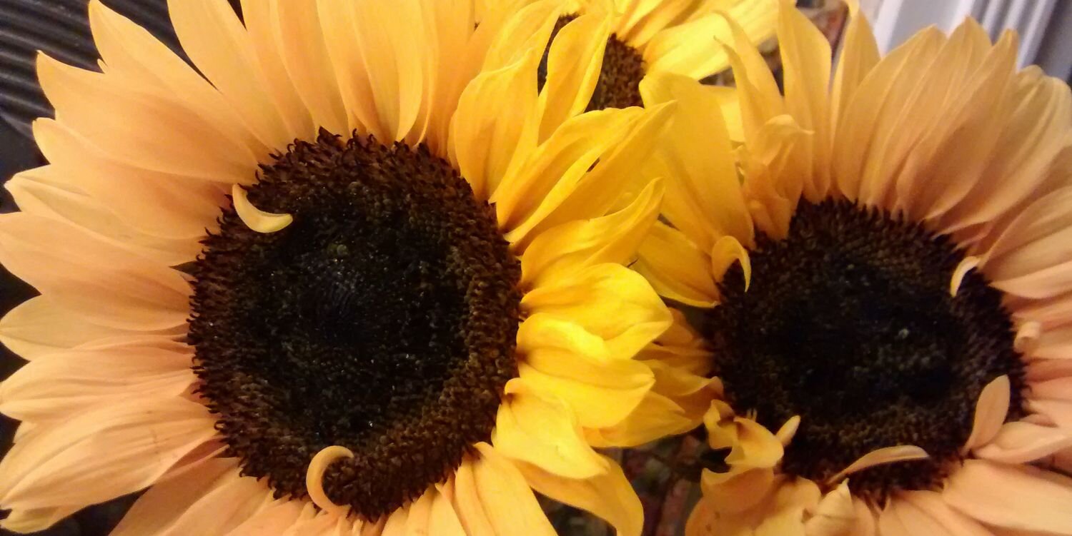 NikkiHill73's profile banner image