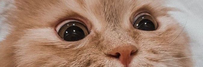sweeticya's profile banner image
