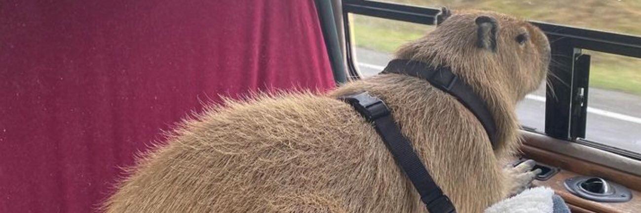 ElMaestroCapy's profile banner image