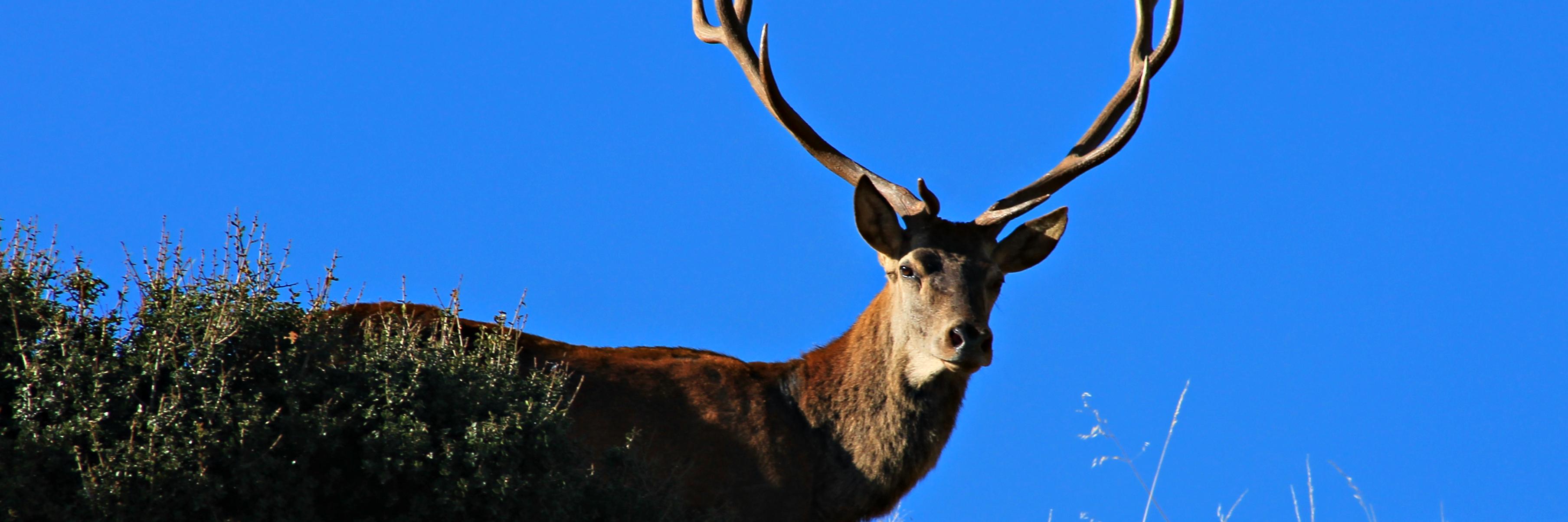 philos's profile banner image