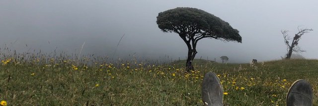 Wen banner