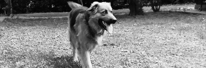 Mojca mm banner