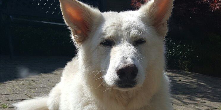 Gert Riphagen banner