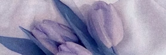 prl__7's profile banner image