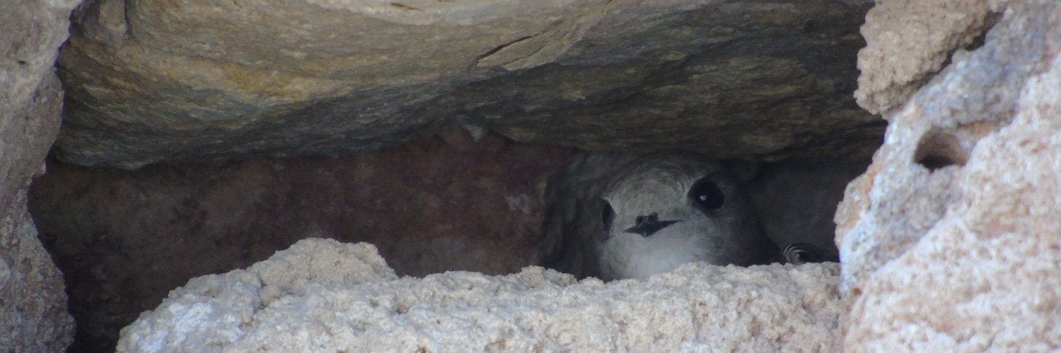 Richard Archer banner