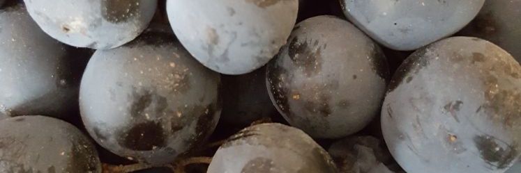 rositamartin's profile banner image