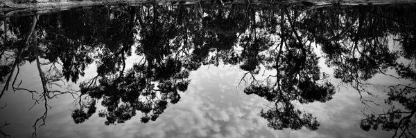 arborsmarty Profile Banner