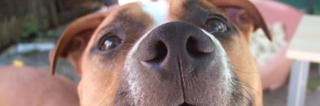 K9Safety's profile banner image