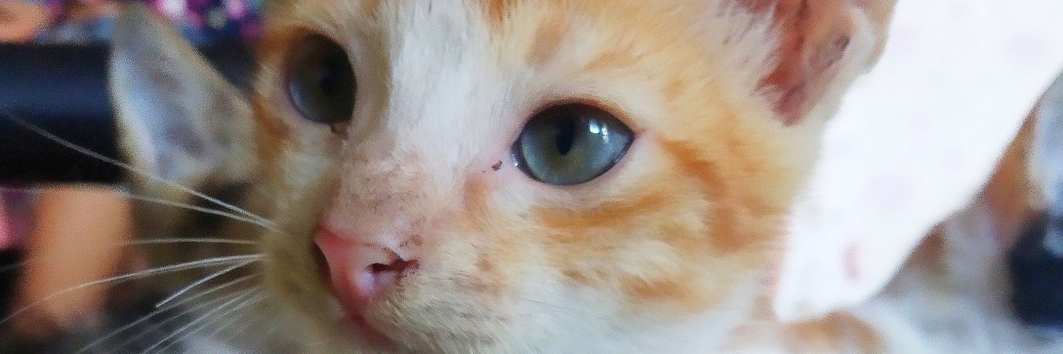 NotMoonCaketho's profile banner image