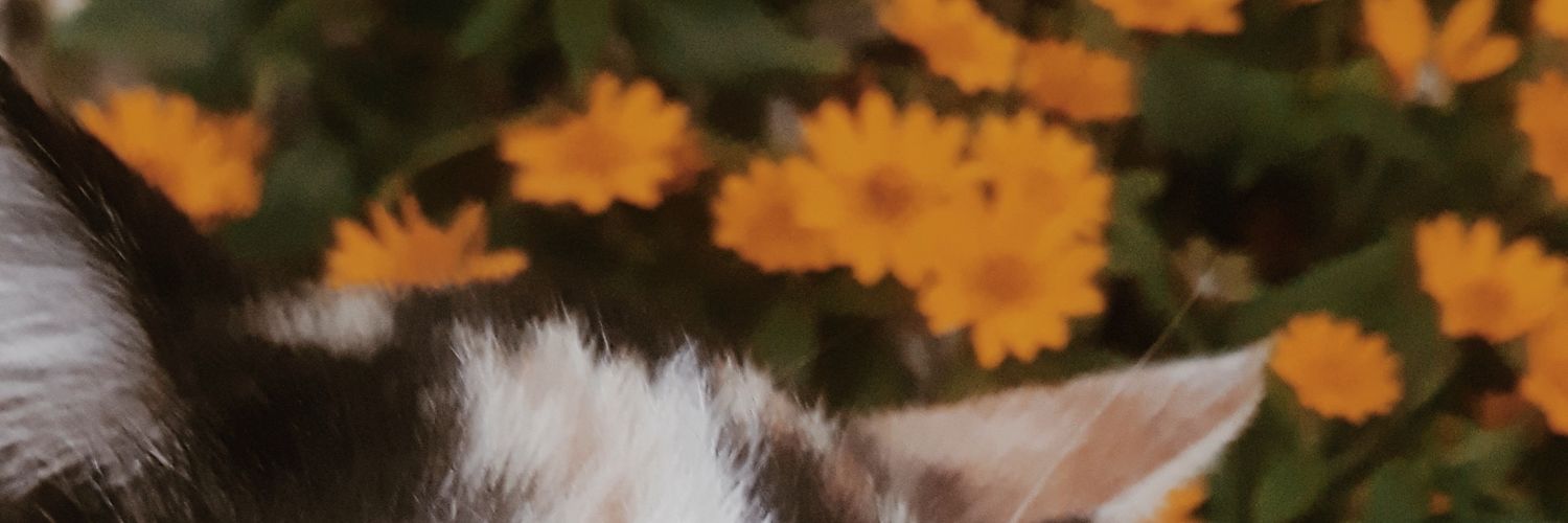 cikmiw's profile banner image