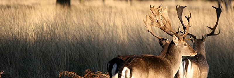 The Richmond Res banner