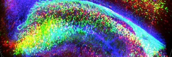 BLneuroscience Profile Banner