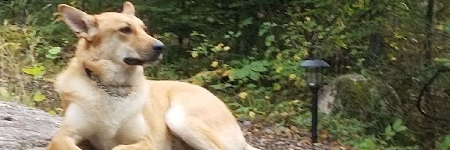 CarterLemazing's profile banner image