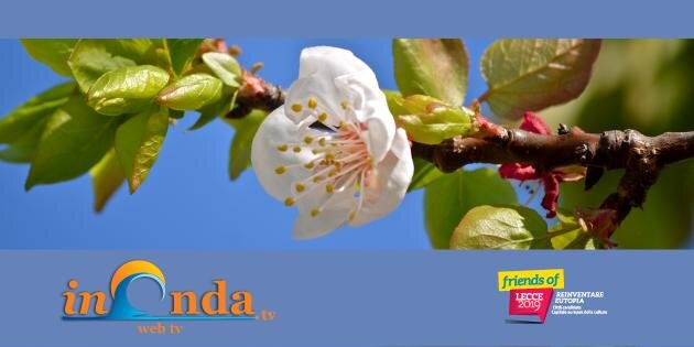 InOndaNetwork's profile banner image