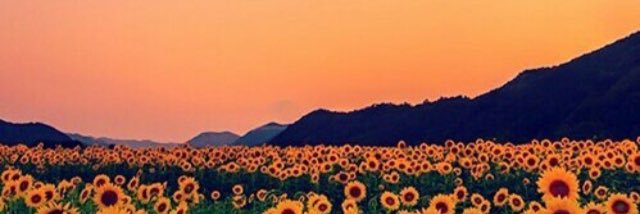 CARAMBABLACK's profile banner image
