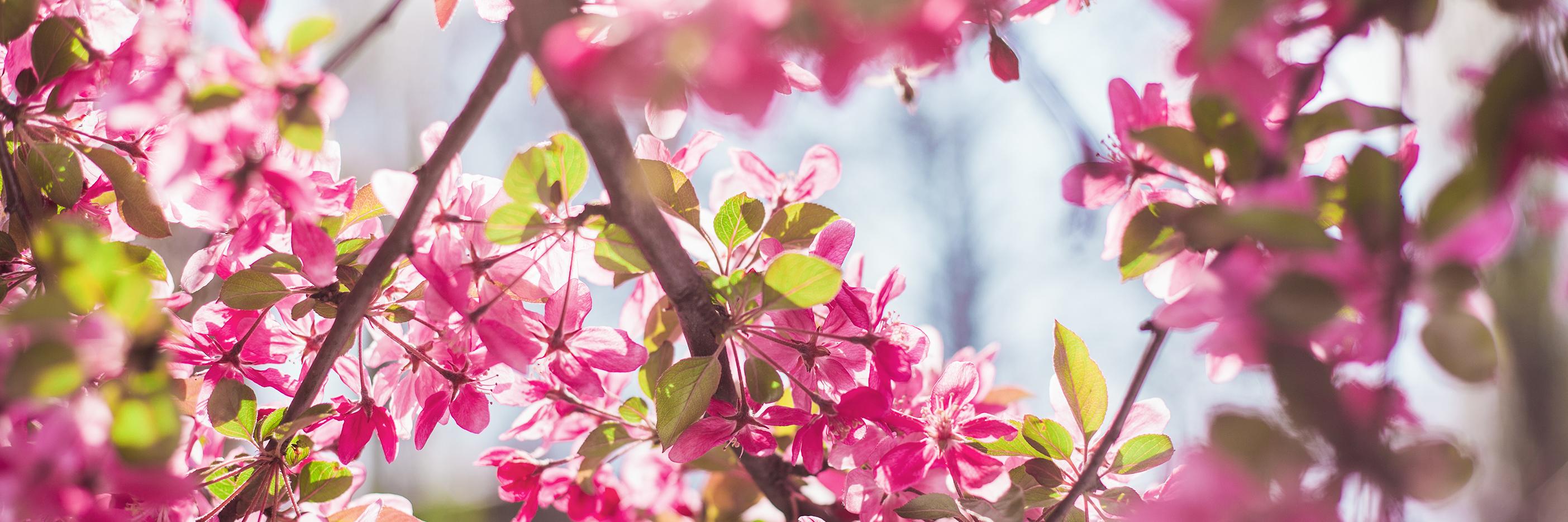 HaikuPoetry575's profile banner image