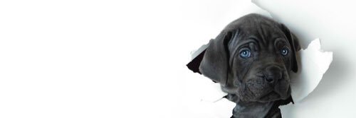 Boston Treat House banner