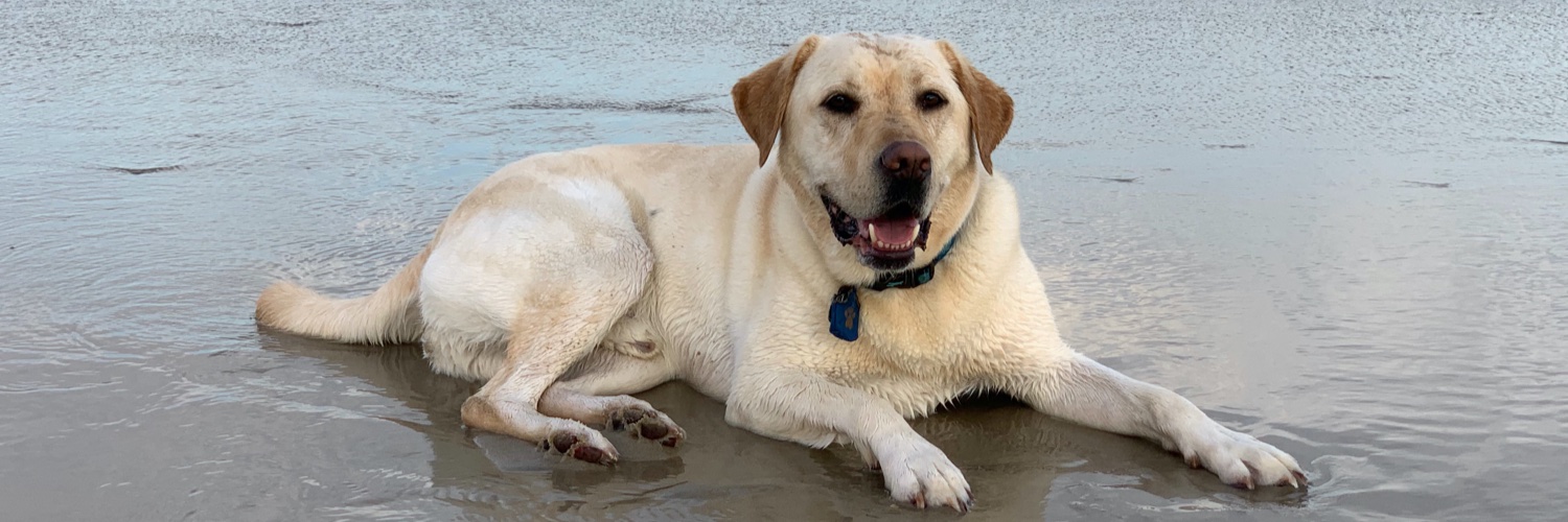 SSkehoe's profile banner image