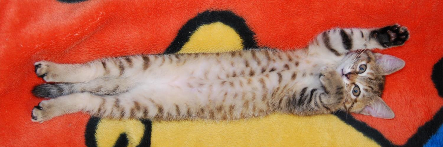 ktops's profile banner image