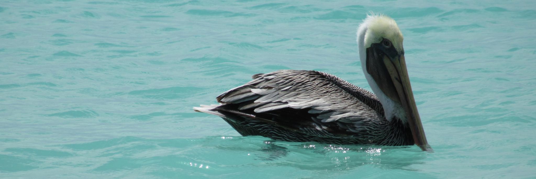 Robyn Shepherd banner