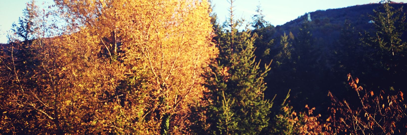 _ireire_'s profile banner image