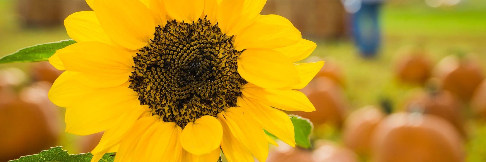 Denver_Downs's profile banner image